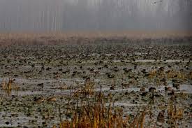 Wetland Destruction, Illegal Encroachments Triggering Kashmir Floods