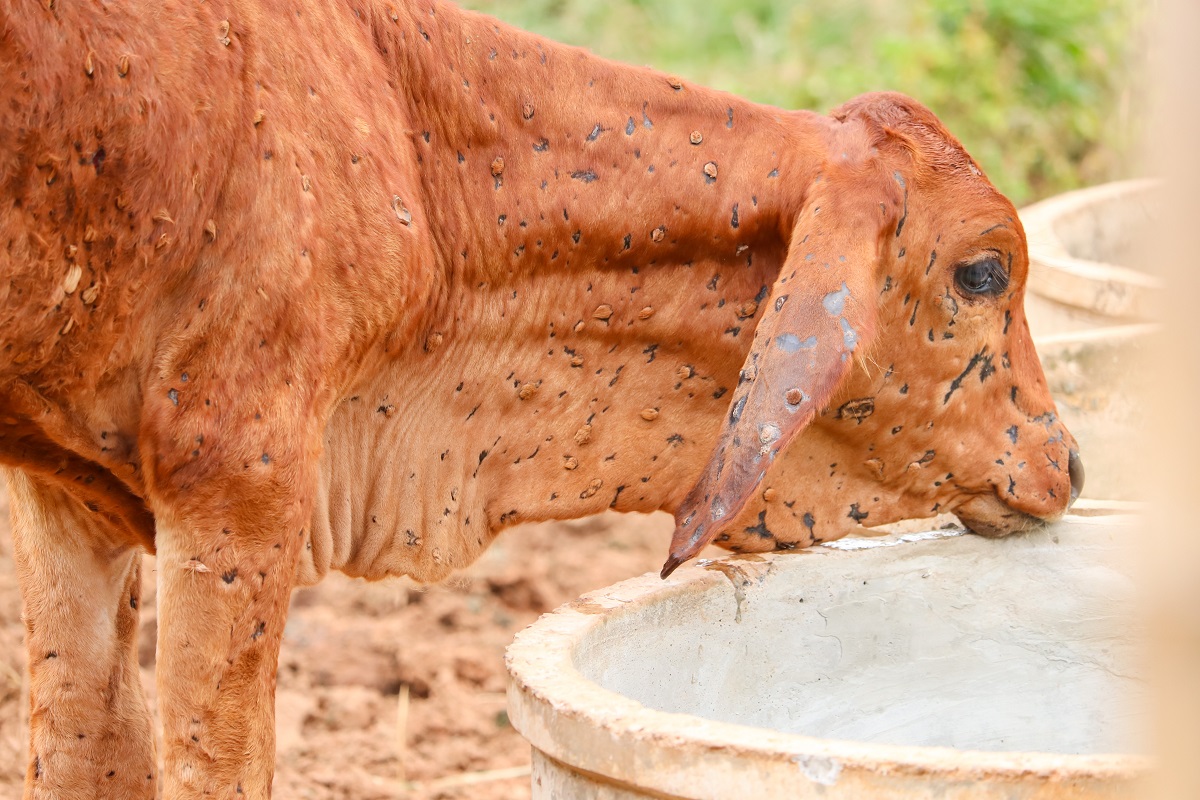 Lumpy Skin disease Challenge for livestock
